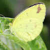 Grass Yellow