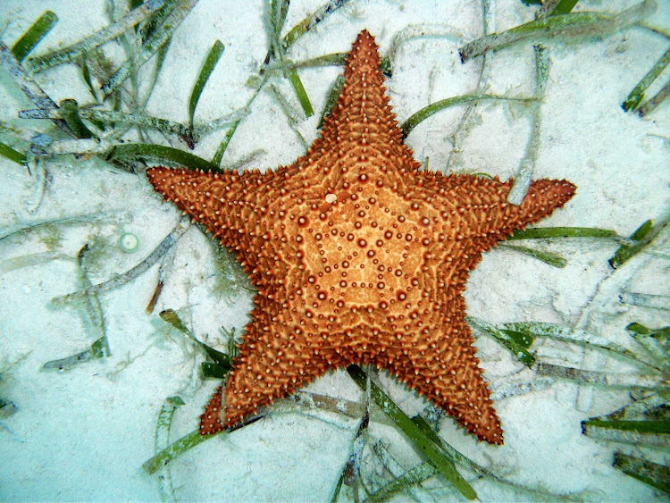 Snorkelers can view perfect starfish, sea star, nestled in the sandy lagoons of Cozumel.