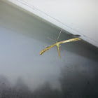 Plume Moth