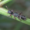 Ant mimic beetle
