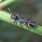 Ant mimic beetle