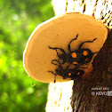 Handsome Fungus Beetle