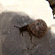 Grove snail/Mali vrtni polž