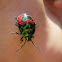Christmas beetle