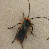 Two-Lined Leather-Wing (Soldier Beetle)