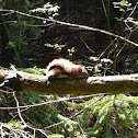 American Red squirrel