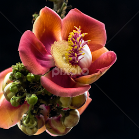 by Neelakantan Iyer - Flowers Flowers in the Wild