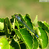 Familiar Bluet Damselfly