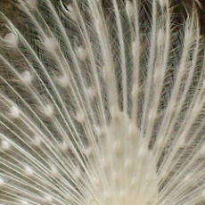 いろいろ 壁紙 白 孔雀 147035