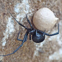 Southern black widow (female with egg sac)