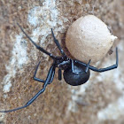 Southern black widow (female with egg sac)