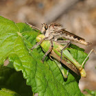Robber fly (with grasshopper prey)