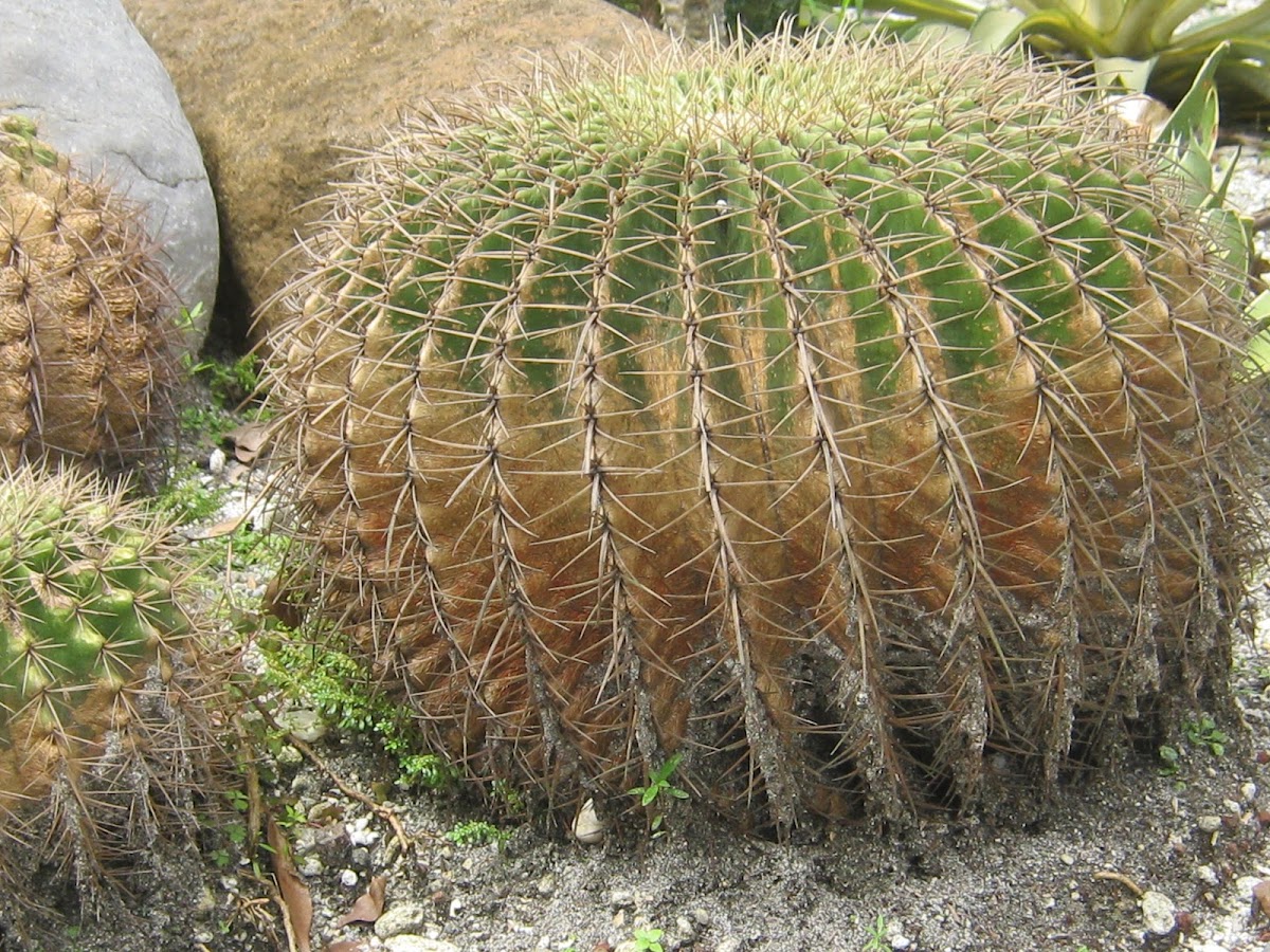 Golden Barrel Cactus