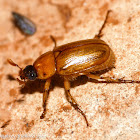 Southern masked chafer