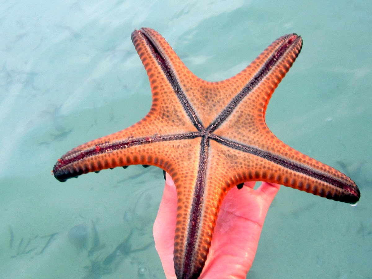 Horned Starfish