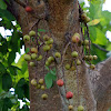 Goolar Fig Tree