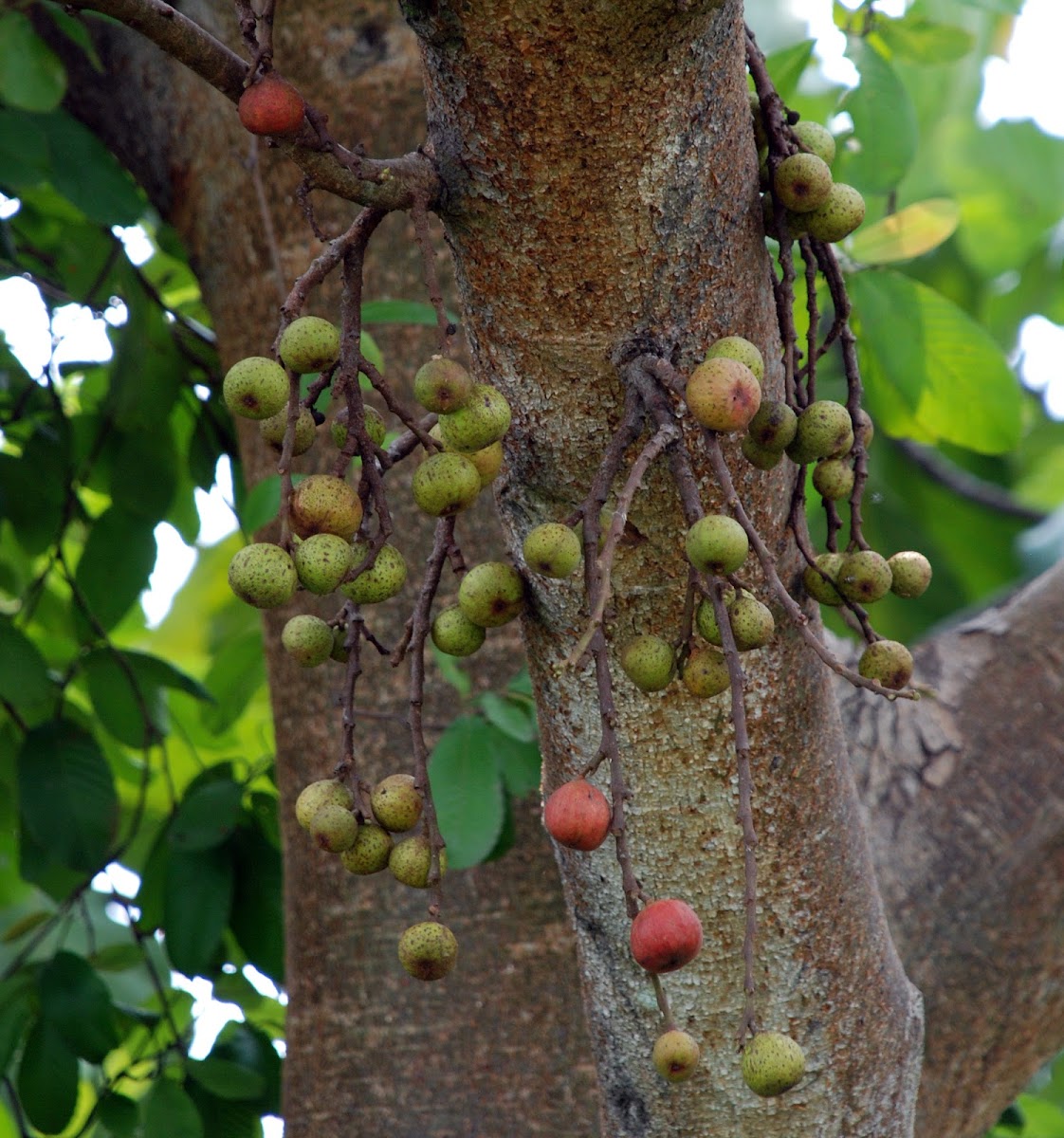 Goolar Fig Tree