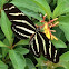 Zebra longwing heliconian