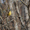 Yellowhammer