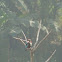 White throated kingfisher 
