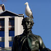 Southern Black-backed Gull