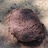 Purple-spored Puffball