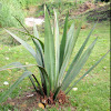 Agave Maguey