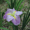 Louisiana Iris