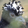 Mutum/Bare-Faced Curassow [Female and Male]