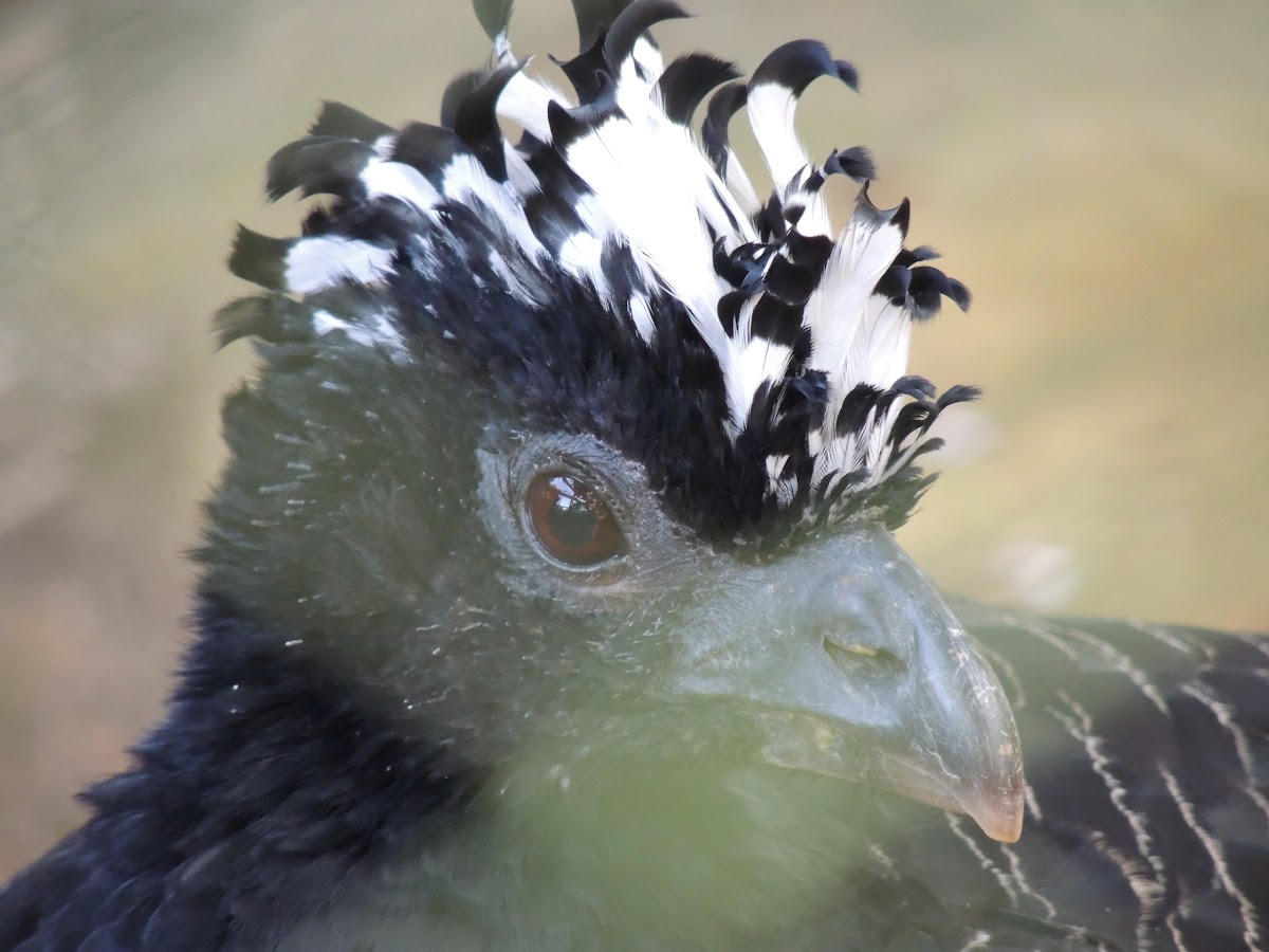Mutum/Bare-Faced Curassow [Female and Male]