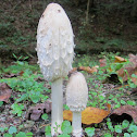 Shaggy Mane mushroom