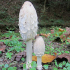 Shaggy Mane mushroom