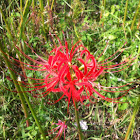 Red Spider Lily