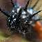 Leafwing Butterfly Larva
