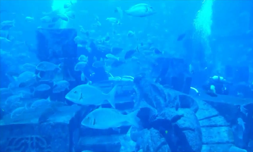Aquarium Videos Screenshots 4