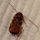 American Cockroach ( Nymph )