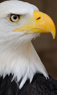 How to download Eagle wallpaper 1.0 mod apk for android