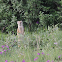 Yellow Mongoose