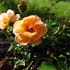 Rose, peach color