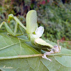 Louva-Deus, mudando (Praying mantis, molting)