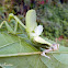 Louva-Deus, mudando (Praying mantis, molting)