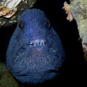 Wolf Eel