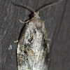 silver grey rust tiny moth