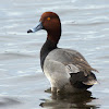 Redhead Duck (male)