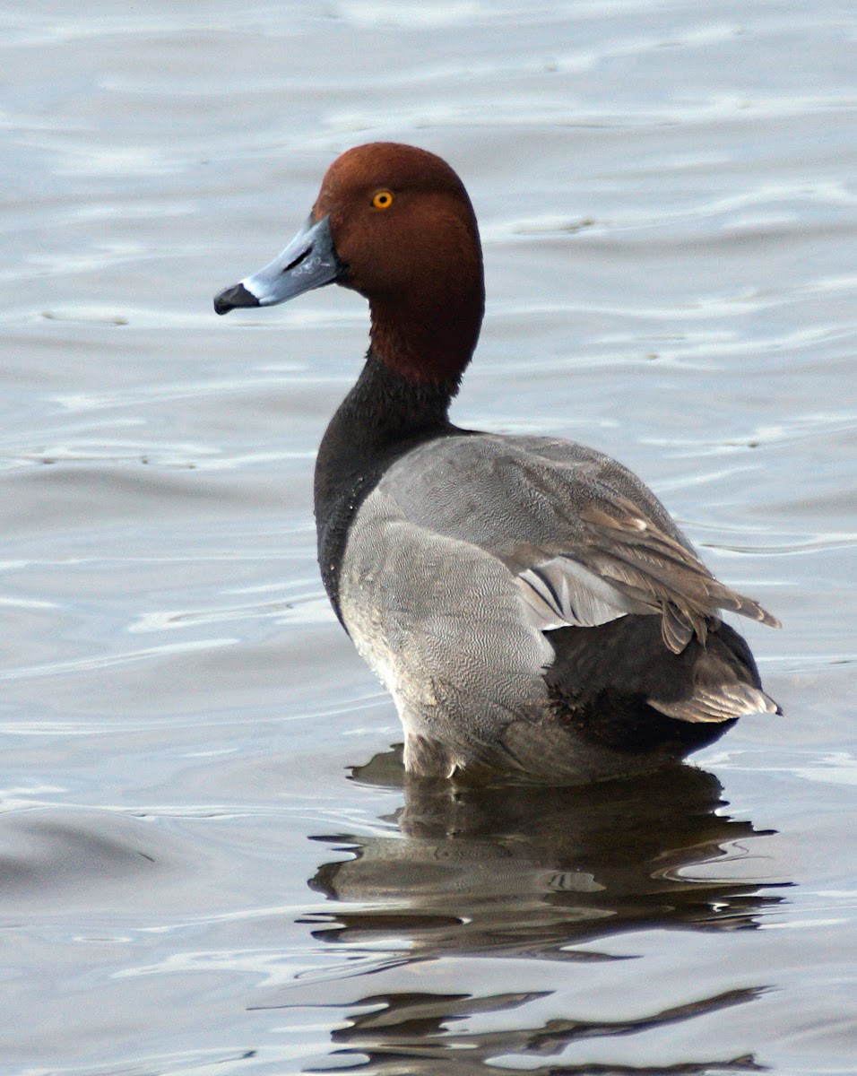 Redhead Duck (male)