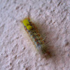 Pale Tussock Caterpillar