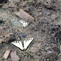 Eastern Tiger swallowtail