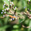 Milkweed Assassin Bug (nymph)