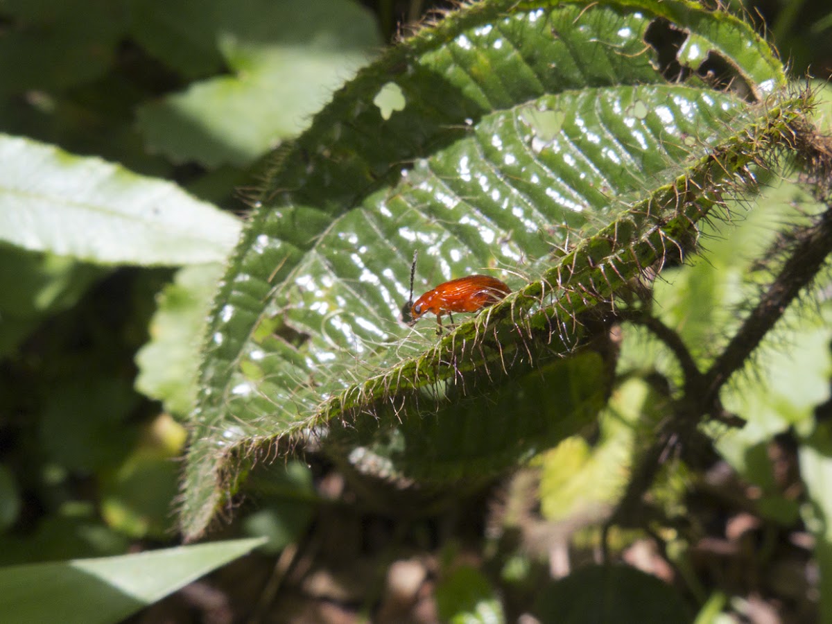 Red leaf beetle