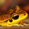 Stoney Creek Frog ( Male )